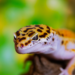 Pets Não Convencionais Exoticos - Geko Leopardo